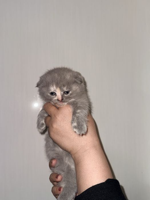 акция улгуриб колинг