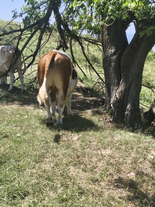 Vând 2 vaci și un taur de 2 ani