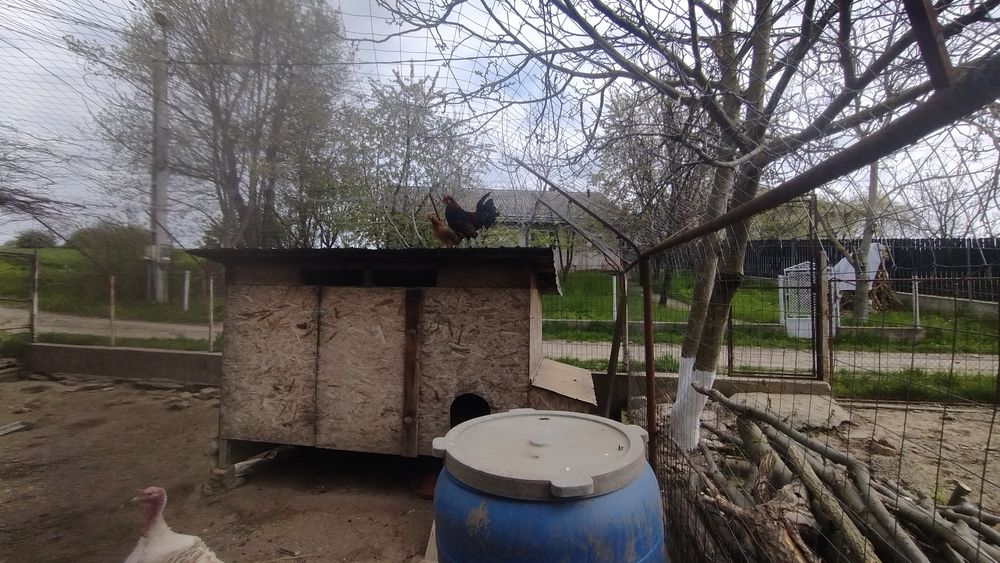 Cocoș și găinușă, americani