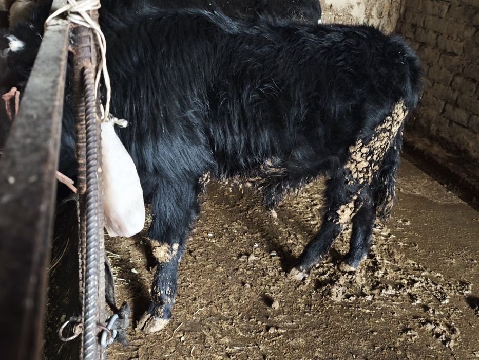 Букача 2, Гунажин 1.