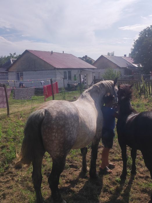 Vand iapa  de 5 pe 6 ani cu manza de 5 luni preț in privat