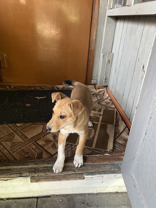 Отдам щенка