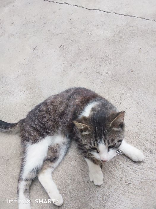 mushukvachcha sotiladi zotlik urğochi