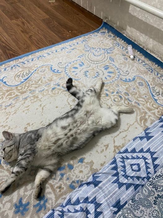 Мысык………………………..