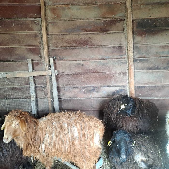 Продажа овец   или обмен на КРС ,