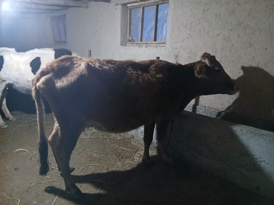 Карова с гарантией