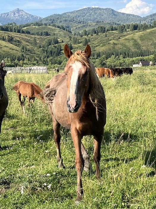 Кобыла 6 лет. Обучена вкруг