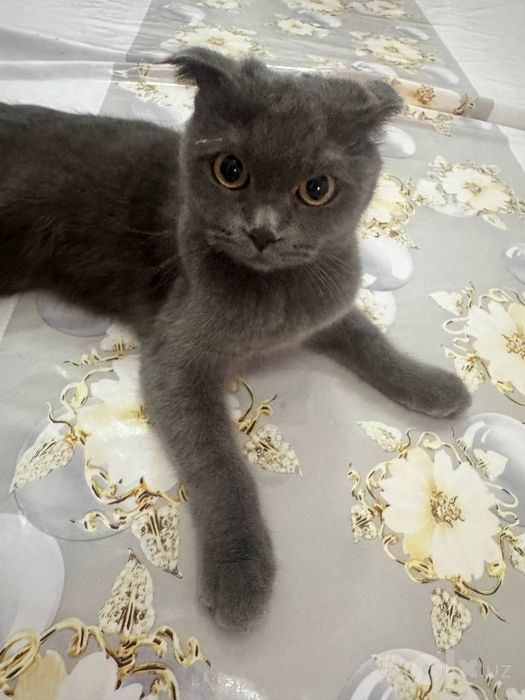 Scottish fold mushuk