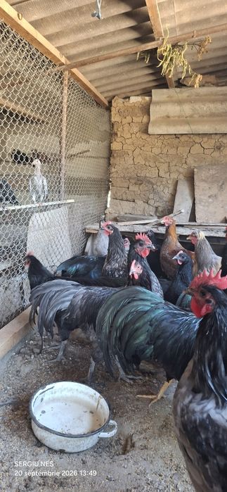 Cocoși australorp 2026 vaccinați.și inelați