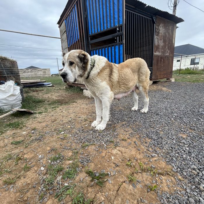 Продается щенки чемпионский линий