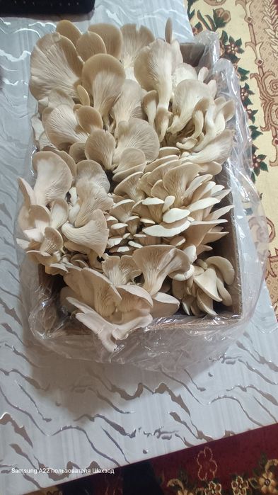 Қузиқорин вишинка навидан оптим