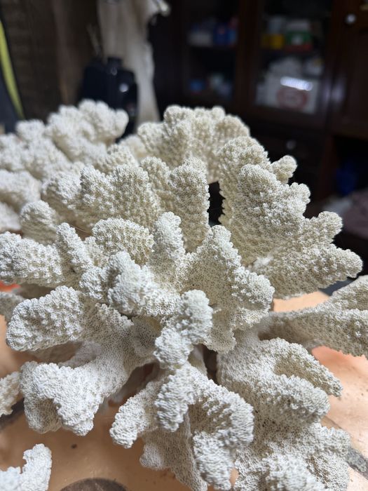 Кораллы морские для аквариума