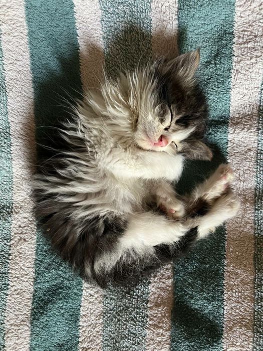 Котята в самые добрые руки