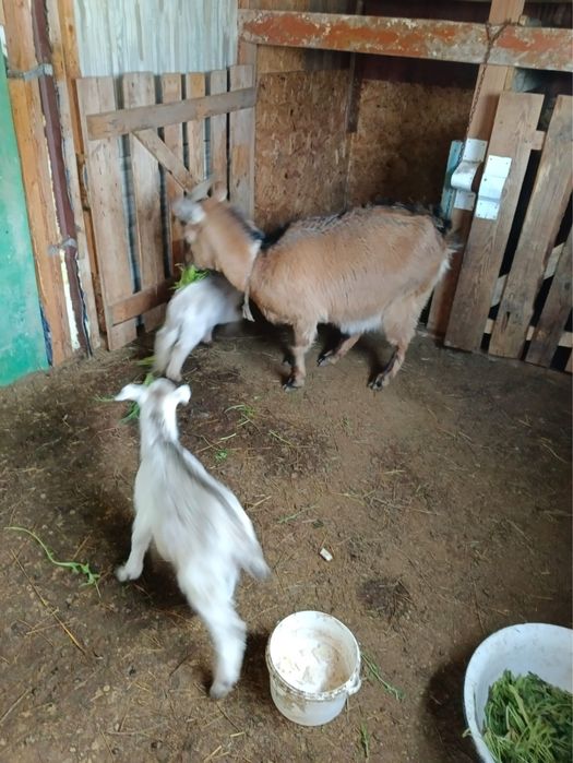 Заанен ешкі екі лағымен