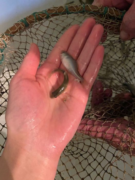 Малёк для рыбалки