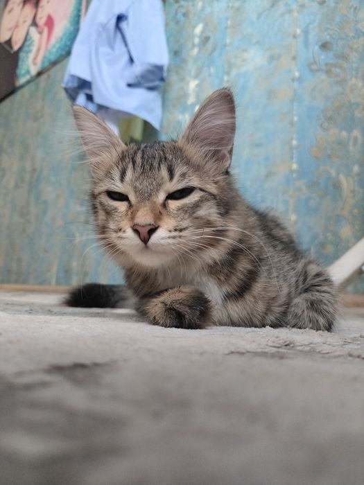 Дам в добрые руки