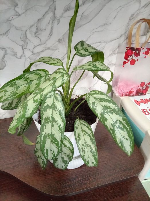 Продам цветы дом