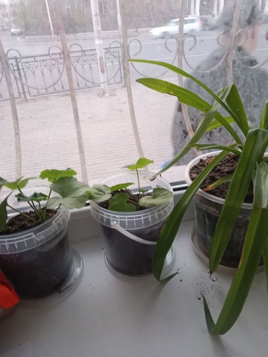 Цветы комнатные не дорого