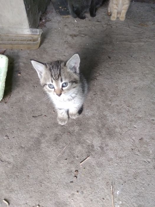 Котятки в добрые руки