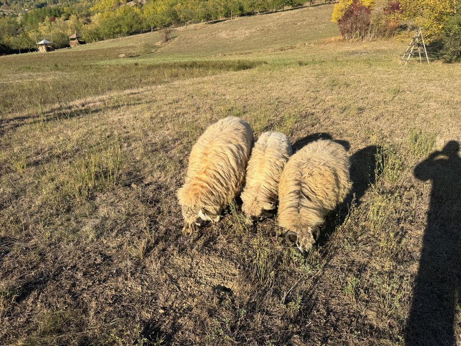 Vand oi și miel de primăvară