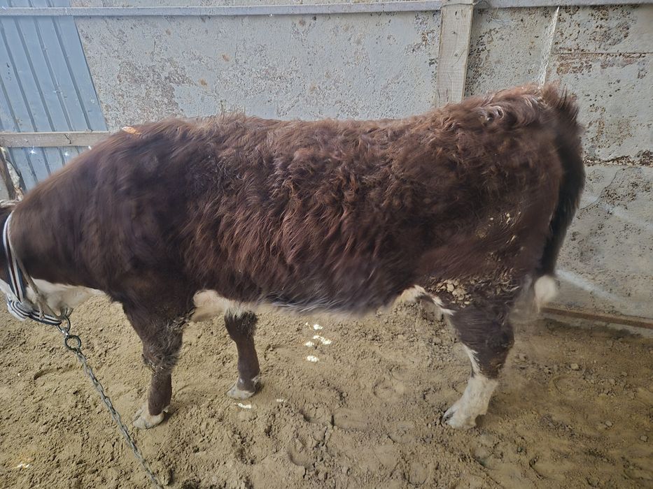 Ак бас Семинар  бука