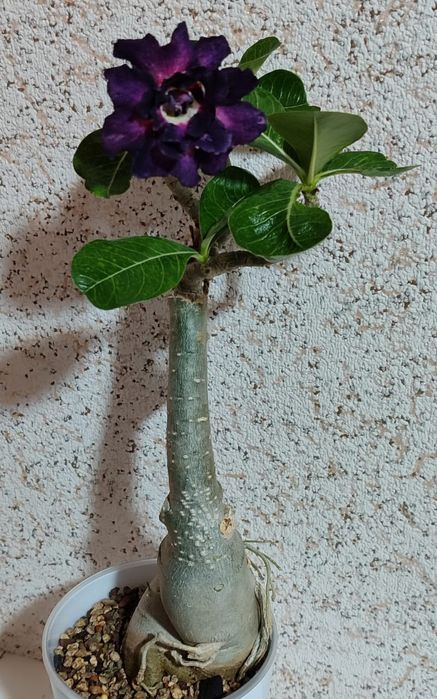 Адениумы разных сортов