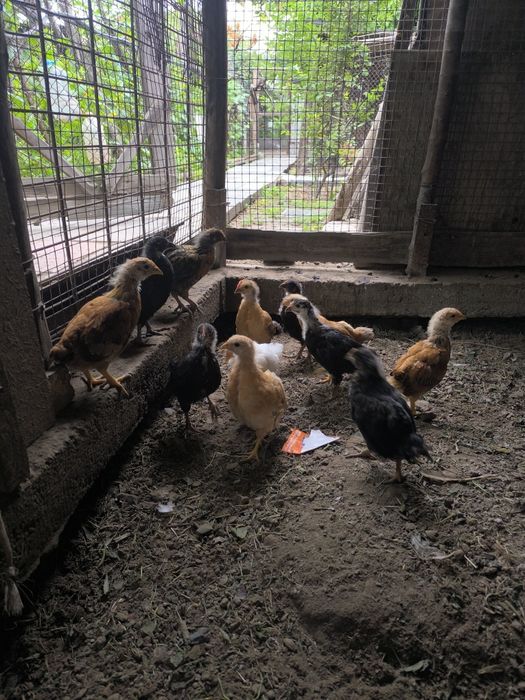 Продам срочно курей