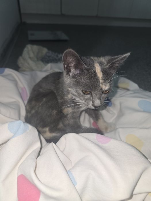 Котёнка ищем дом