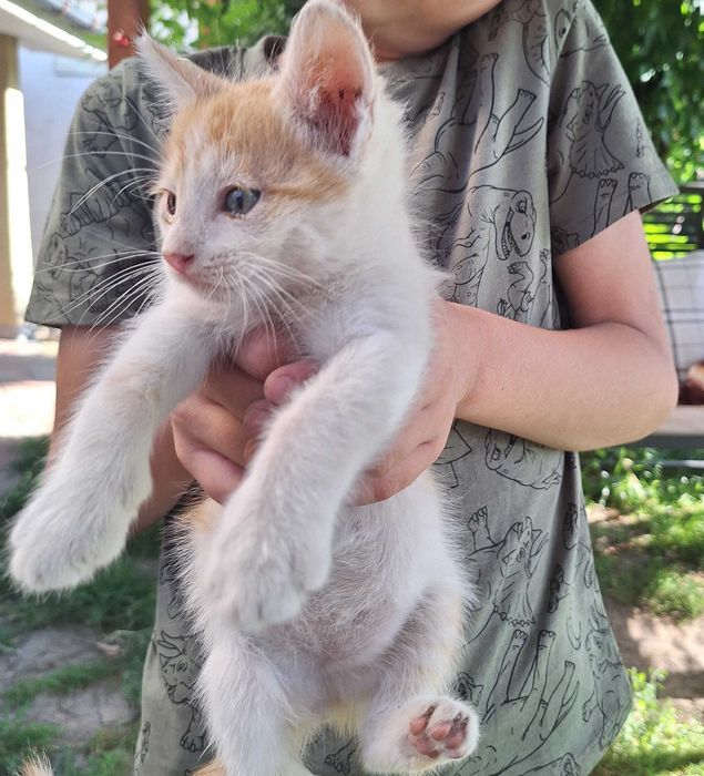 Adoptie pisici jucăuși si drăguți