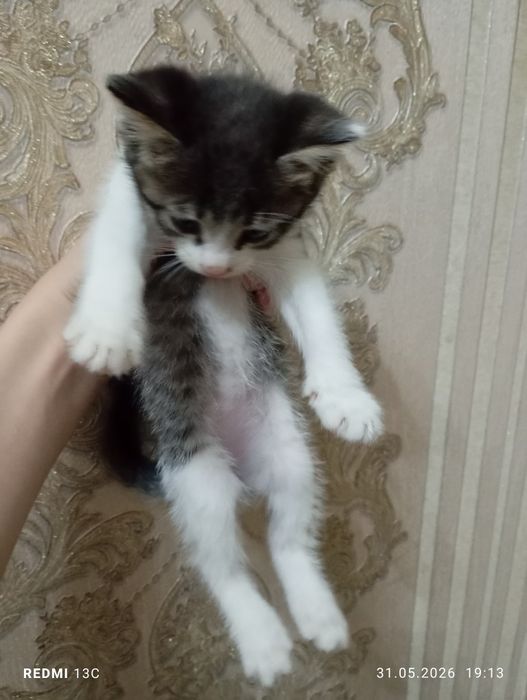 Отдадим котят в хорошие руки