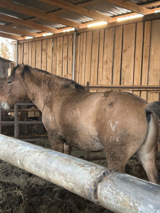 Мұғалжар құнан ..