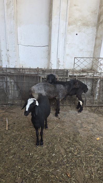 Quchqorlar tez sotiladi