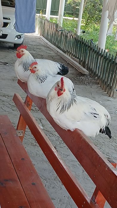 Куры,қораздвр,әтештер