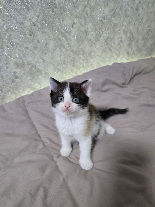 Отдам котят в добрые руки!