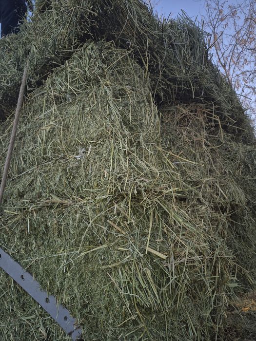 Продаю сено люцерно