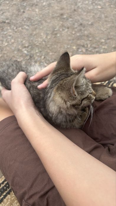 Кошка,марғау өте сүйкімді марғау кішкентай