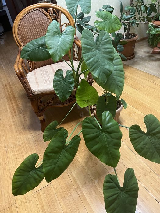 Продам комнатные растения