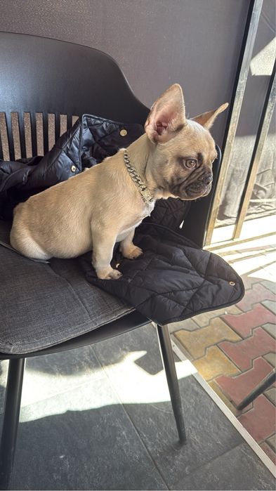 Fetita buldog Francez …..
