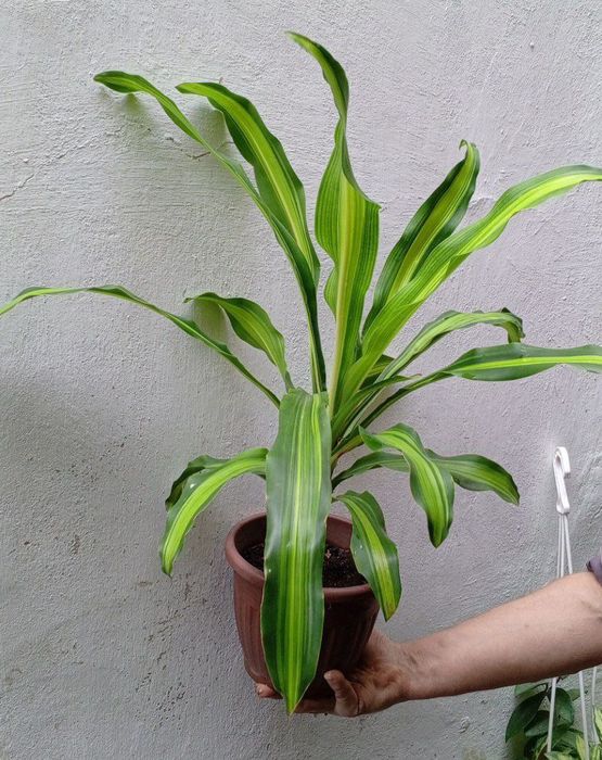Драцена  (Massangeana). Драцена- дерево счастья.Цветы для дома и офиса