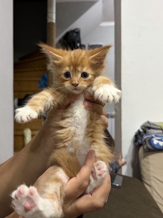 Котята Мейн-Кун 1,5 месяцев
