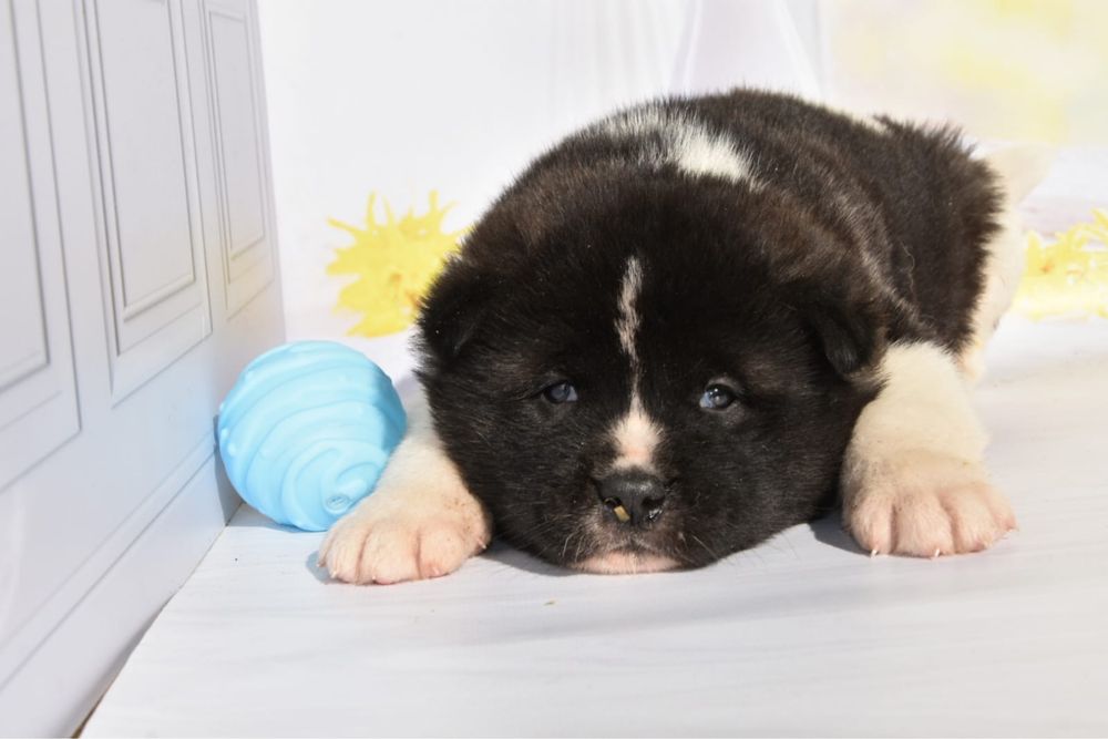 Американская Акита