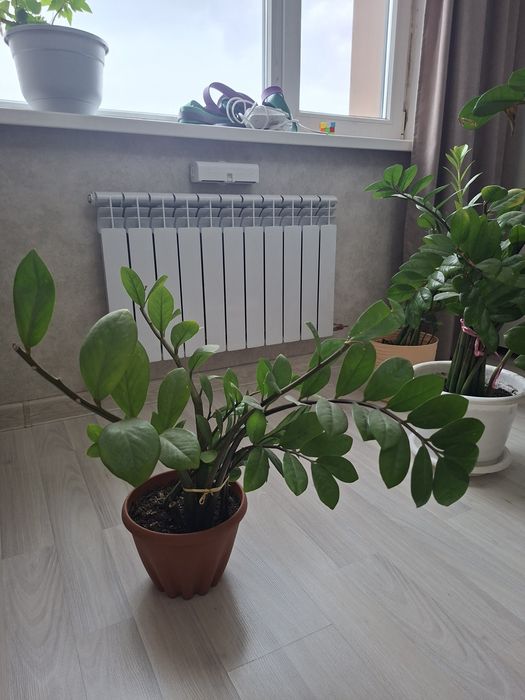 Продам цветы в горшках
