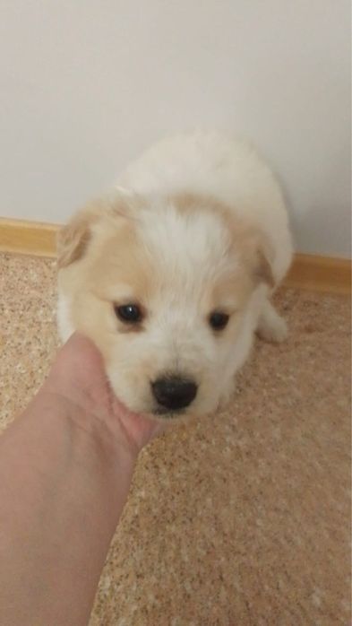 Срочно пристраиваются замечательные щенки.