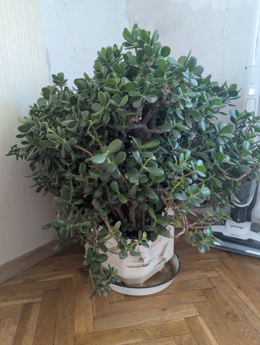 Дърво на живота Красула