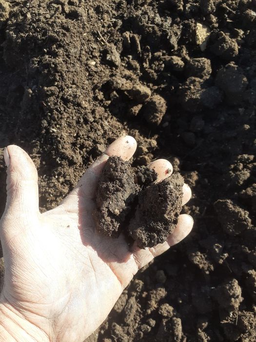 Навоз перепревший коровяк