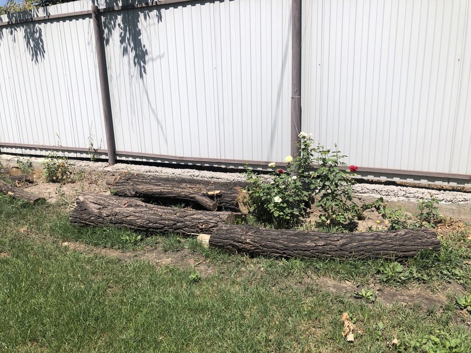 Карагач свежий срочно