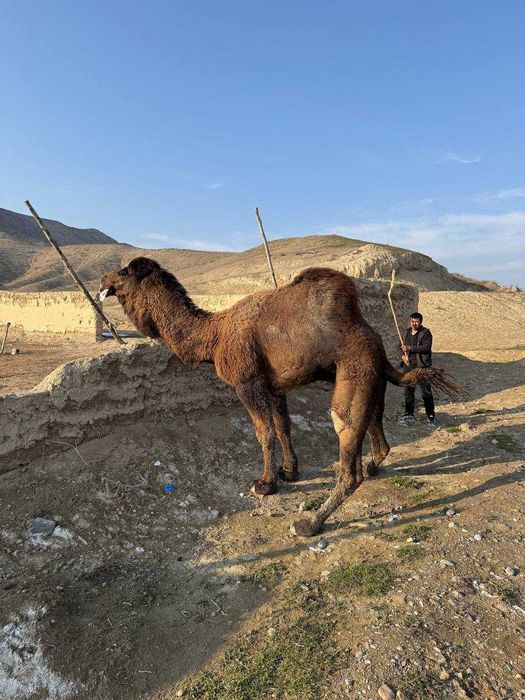 Туя сотилади 5 дона эркак