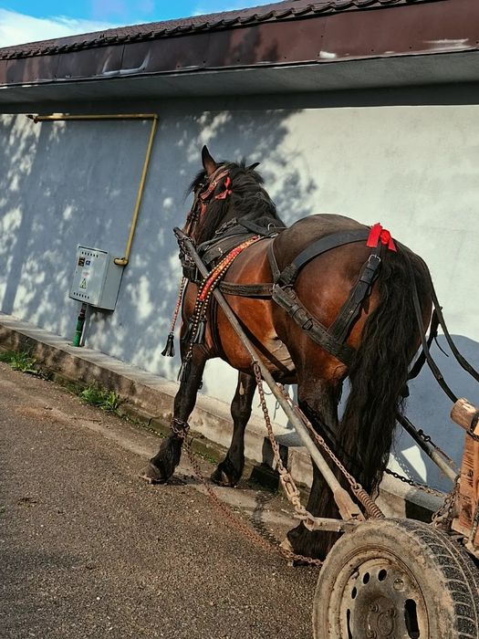 Iapa de vânzare!
