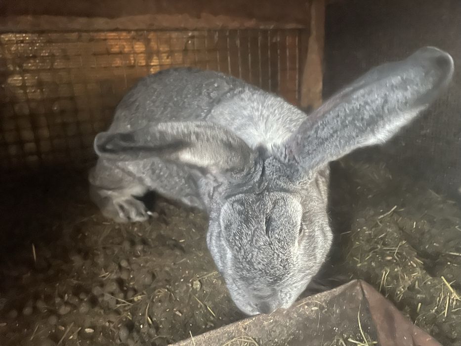 Продам крольчат