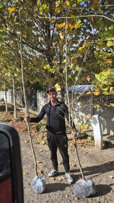 Mesteacan  betula pendula